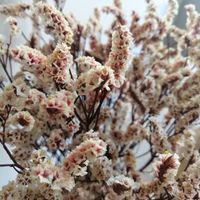 Flores preservadas: dónde he comprado, fotos, etc - 12