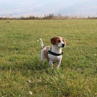 Maggie