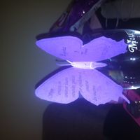 agradecimiento mariposa 2