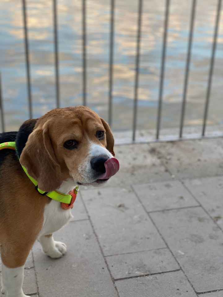 ¿Tener mascota o no? - 1