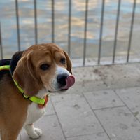 ¿Tener mascota o no? - 1