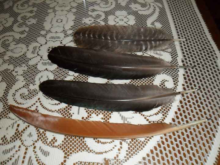 Plumas