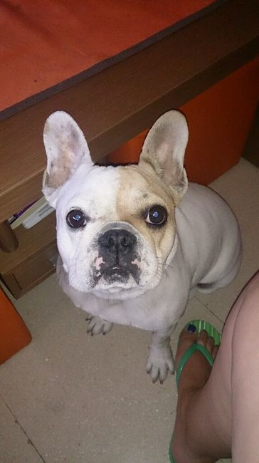 Nuestras mascotas!! - 1