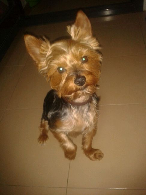 Nuestras mascotas!! - 2