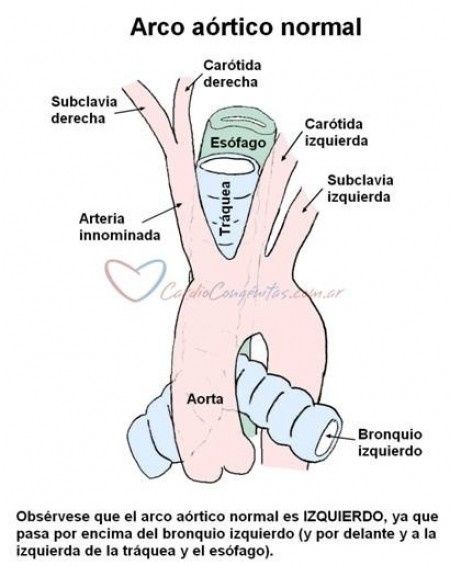 Corazón normal