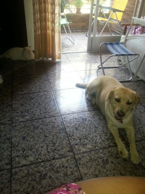 Nuestras mascotas!! - 1