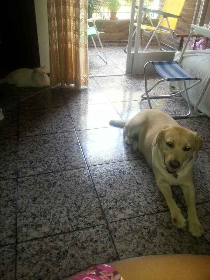 Nuestras mascotas!! - 1