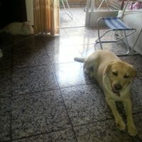 Nuestras mascotas!! - 1