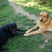 Mascotas en casa: ¿sí o no? - 1