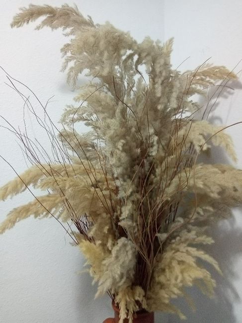 Mantenimiento plantas? Plumeros pampa! 3