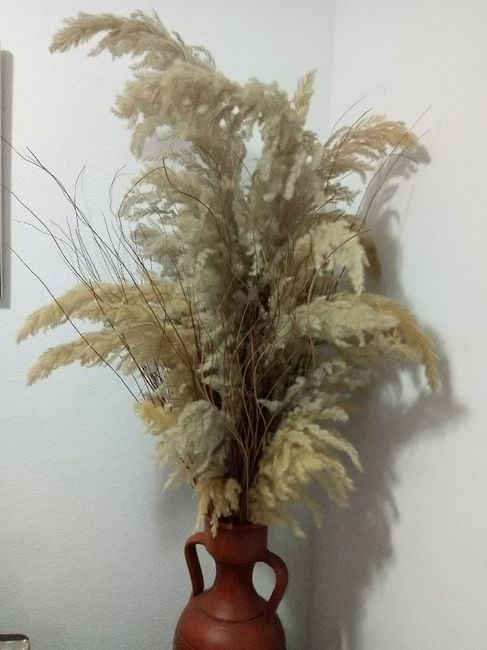 Mantenimiento plantas? Plumeros pampa! 4