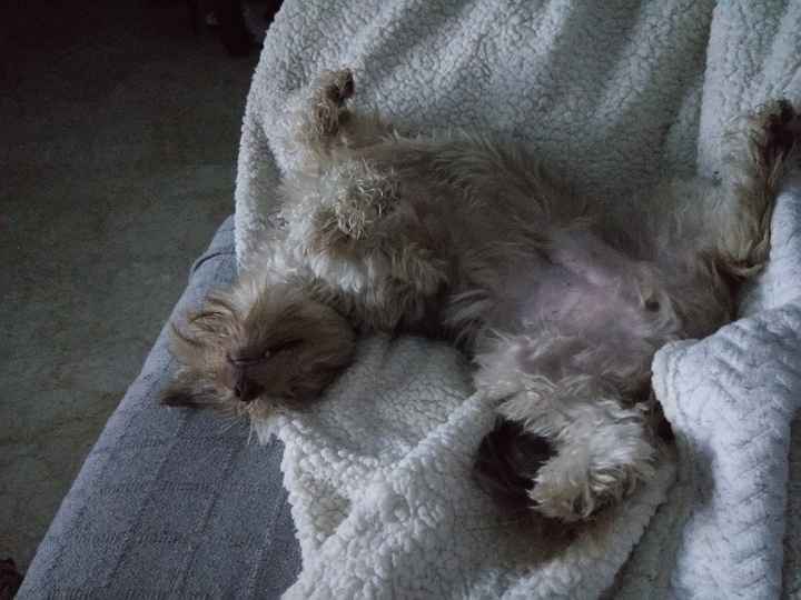 Temática peludos... - 1