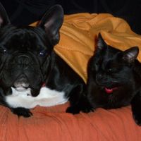 Dos de mis pekes