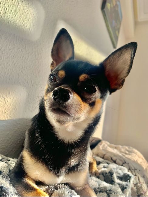 ¿Qué mascota tenéis en común? 😍 11