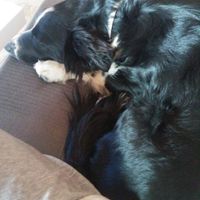 Mascotas en casa: ¿sí o no? - 1