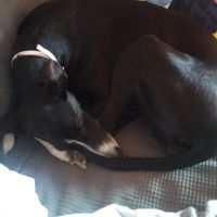 Mascotas en casa: ¿sí o no? - 2
