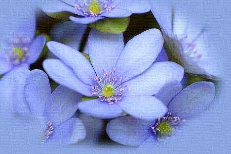 flores azul