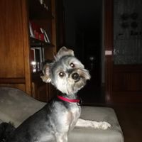 Sí o no: ¿Qué le dirías a este testigo de boda? - 1