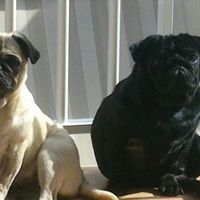 Nuestras mascotas!! - 1