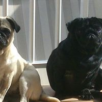 Nuestras mascotas!! - 1