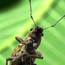 Gonipterus