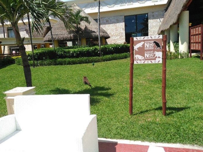 Opiniones principe tulum - 2