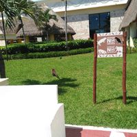 Opiniones principe tulum - 2