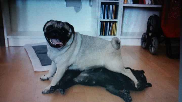 Galia y ASia