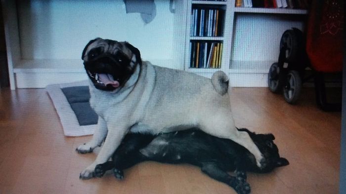 Galia y ASia