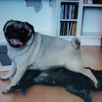 Galia y ASia