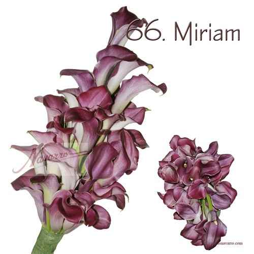 ramo miriam