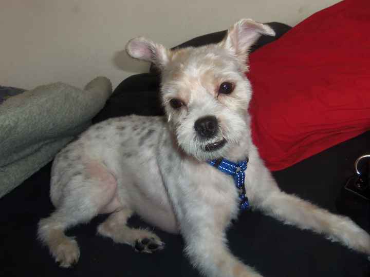 peludin