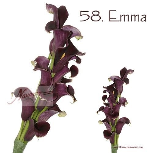 ramo emma