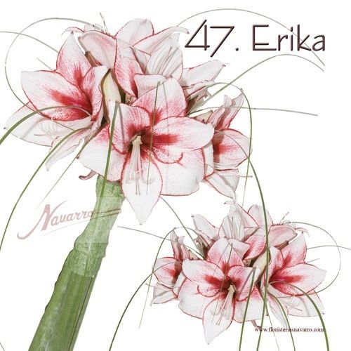 erika