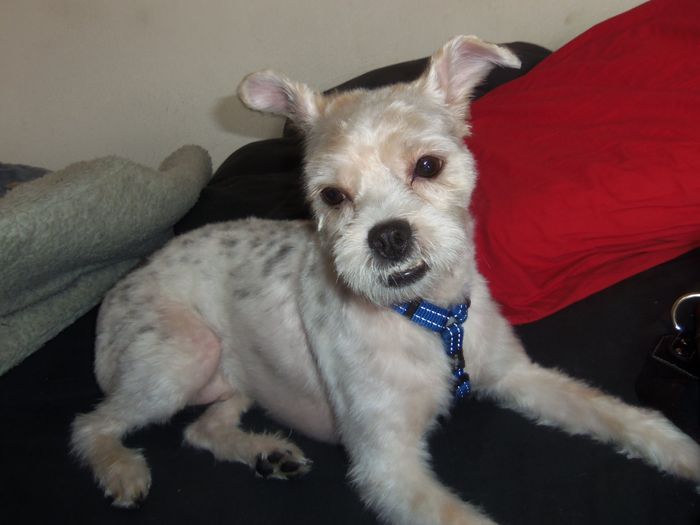 peludin