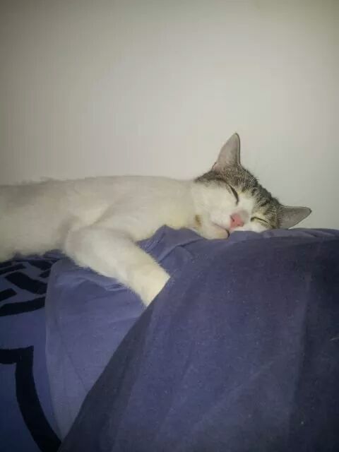 Nuestras mascotas!! - 2