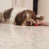 ¿Qué MASCOTA sigue en la isla? 🐧 - 1