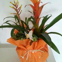 que os pareces estas flores
