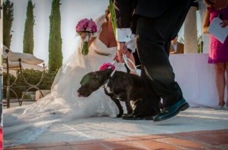 Fotos de novios con nuestras mascotas - 1