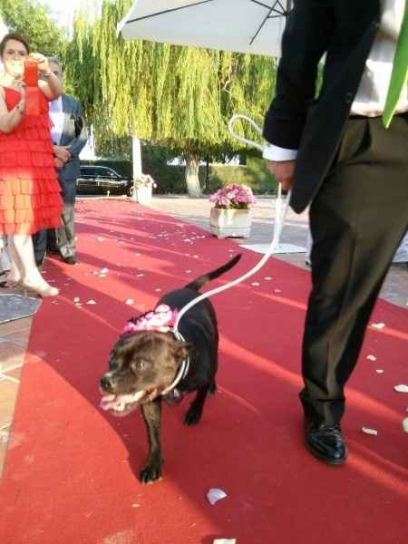 mi perrita llevando anillos