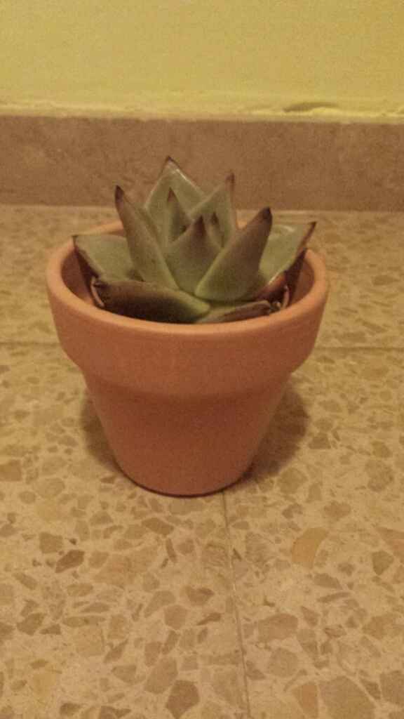 Regalar plantitas - germigarden - 1