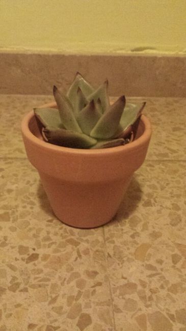 Regalar plantitas - germigarden - 1
