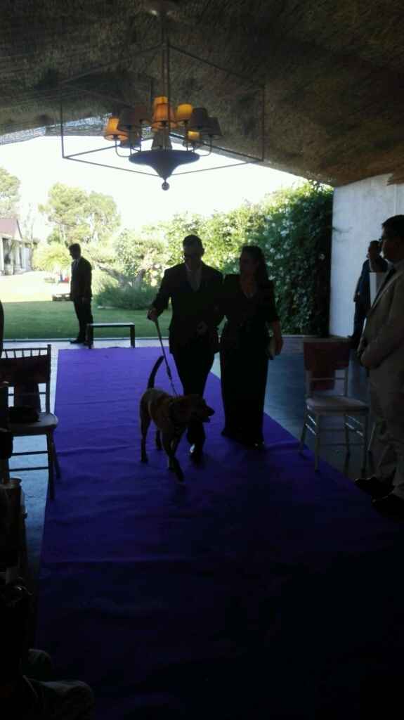 Mis perros vienen a la boda - 2