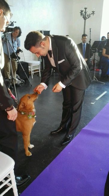 Mis perros vienen a la boda - 3