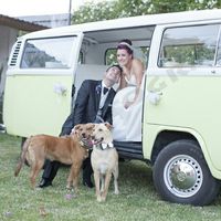 ¡No me canso de ver fotos de perros en bodas! - 1