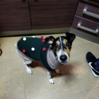 ¿Soléis decorar vuestra casa con adornos navideños? - 1