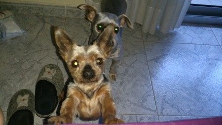 Nuestras mascotas!! - 1