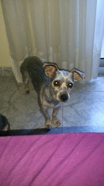 Nuestras mascotas!! - 2
