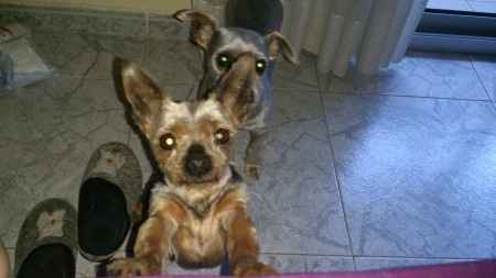 Nuestras mascotas!! - 1