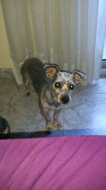Nuestras mascotas!! - 2